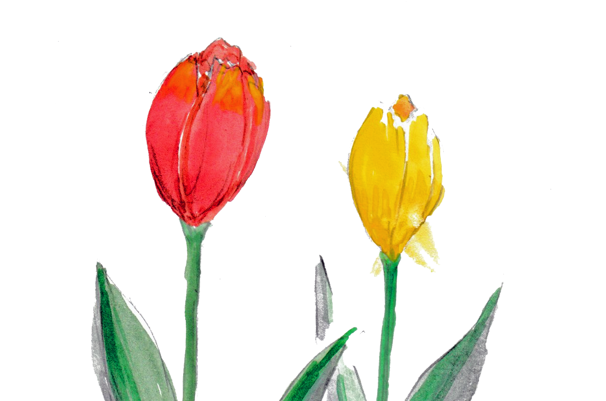 各ご家庭で育てる花の水彩イラスト